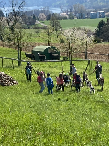 Geissentrekking
